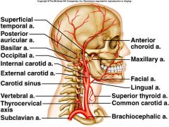 internal and external carotid artery