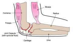 - the tendon is also between the bicep and radius


- the ligament is between the radius and ulna


- the elbow joint is a hinge joint