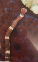 What phylum is this?
What three characteristics do proboscis worms have that are not found in other "flatworms"?
Why is their phylogenetic position being debated?
Where are they found?
What habitats are they found in?