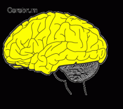 Largest part of the human brain. The two hemispheres are connected by the Corpus Collusum.