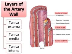 - tunica intima (inner)
- tunica media (middle)
- tunica adventitia (outer)