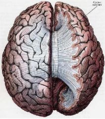 The connection point between the two hemispheres of the Cerebrum.