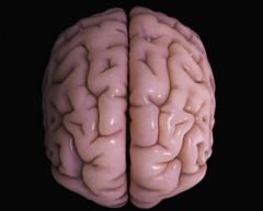 The gray folds that are on the lobes of the cerebrum.