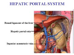 function of Hepatic Portal system