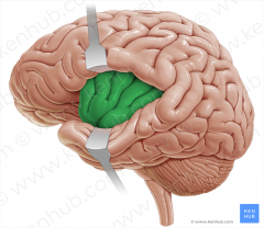The inner lobe of the brain.