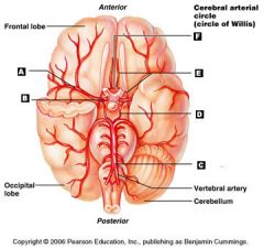 at the base of the cerebrum, the Basilar Artery divides to form what?