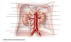 where does the Abdominal Aorta end