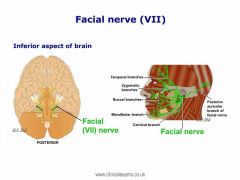 These nerves control facial expression, salivary glands, and taste.