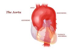 what region can the Thoracic Aorta be found in