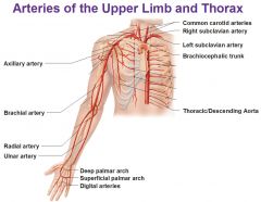 Radial and Ulnar Arteries