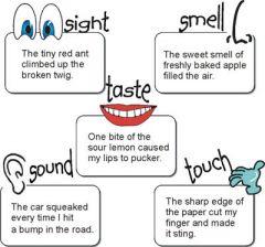 Description that appeals to the senses (sight, sound, smell, touch, taste)