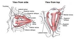 Sphenoid bone; posterior orbit