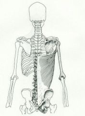 Inferior six thoracic vertebrae, lumbar vertebrae, sacrum and ilium