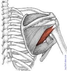 Inferior lateral border of scapula
