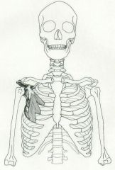 Abducts and rotate scapula downward; elevate ribs 3-5 during inhalation