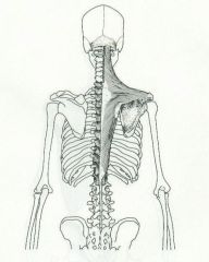 Occipital bone and thoracic vertebrae