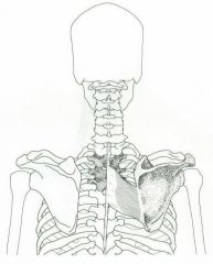 Vertebral border of scapula inferior to spine