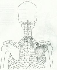 7th cervical and 1st thoracic vertebrae