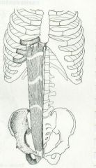 Xiphoid process, ribs 5-7