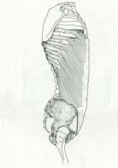 Compress abdomen; laterally flex vertebral column