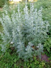 grown for foliage, silver pubescent leaves, droopy yellow flower
