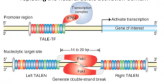 - TALE-TFs -> Fusion mit Transkriptionsfaktordomäne VP64 welche ein Gen des Interesses aktiviert
- Fusion zu einer nicht sequenzspezifischen nukleares (FokI) -> TALE Nuklease (TALENS) -> Paare einer TALEN können erstellt werden, um an spezifisc...