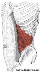 Compress abdomen; laterally flex vertebral column