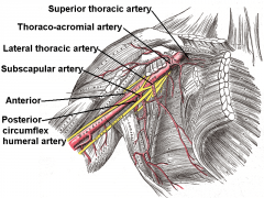 axillary artery anatomy: *-starts @ lateral border of 1st rib.  3 parts based on relationship to pec minor *-1st part proximal. Branches: superior thoracic *-2nd posterior, intimately associated with brachial plexus cord.  Branches: thoracoacromia...