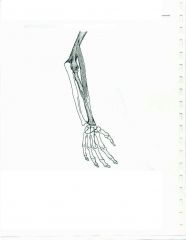Flexes forearm; supinate and pronate forearm
