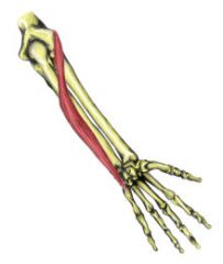 Medial epicondyle of humerus and posterior border of ulna