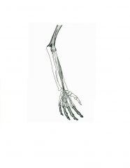Extends distal and middle phalanges, proximal phalanx of each finger and hand