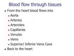 blood flow throughout entire body.