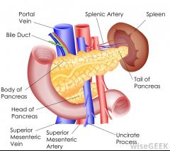 - posterior to stomach
- along superior border of pancreas
- anterior to upper part of L kidney