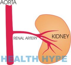 Renal Arteries