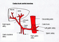 anterior & right from CA
passes superior duodenum & portal vein
enters liver @ porta hepatis