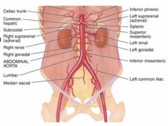 Gonadal Artery