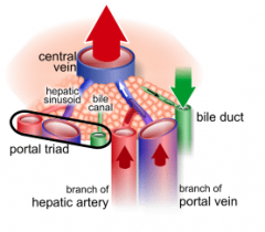 - hepatic artery
- portal vein
- bile duct
