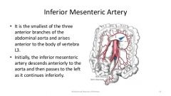 Inferior Mesenteric Artery