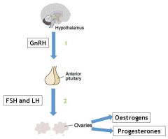 What type of feedback is taking place at labels 1 and 2 on this image of the Hypothalamic-Pituitary-Ovarian axis?