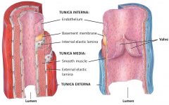 Tunica Interna (intima)
Tunica Media
Tunica Externa

Arteries have elastic lamina present while in veins they are absent
Arteries have very well defined tunica media whereas veins do not
Veins have valve flaps that allow one way flow of blood