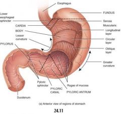 peritoneal covering of uterus
- covers fundus and most of body