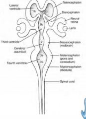 Lateraalventrikel
Derde ventrikel
Aquaductus cerebri
Vierde ventrikel
Centrale kanaal