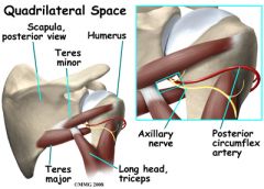 quadrilateral space syndrome: area bordered by the teres minor superiorly, the humeral shaft laterally, the teres major inferiorly, and the long head of the triceps muscle medially *-w/in this space= posterior humeral circumflex artery and axillar...