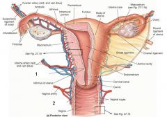 What are denoted by labels 1 and 2 on this image of the female reproductive system?