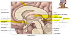 Thalamus
Hypothalamus
Epithalamus