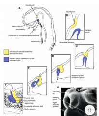 Deel van hypofyse, de neurohypofyse (lobus posterior)

Hypofyse speelt belangrijke rol bij endocriene systeem

  Blauw = adenohypofyse  