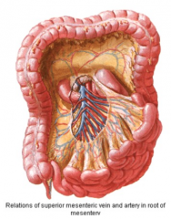 SMA originates from the anterior surface of the aorta, immediately below the celiac artery, behind the pancreas at the L1 level. It then proceeds over the uncinate process of the pancreas and the third part of the duodenum and enters the root of t...