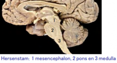 Mesencephalon, pons, medulla
