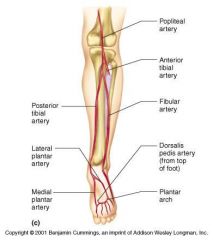 Lateral and Medial Plantar Arteries