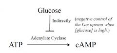 Adenylate cyclase is needed to convert ATP to cAMP. When glucose is present it indirectly blocks the formation of adenylate cyclase. This then prevents cAMP from formining.